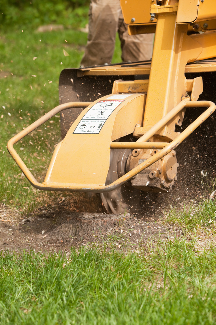 Stump Grinding Machine Removing Cut Tree