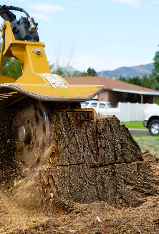 Tree Stump Removal