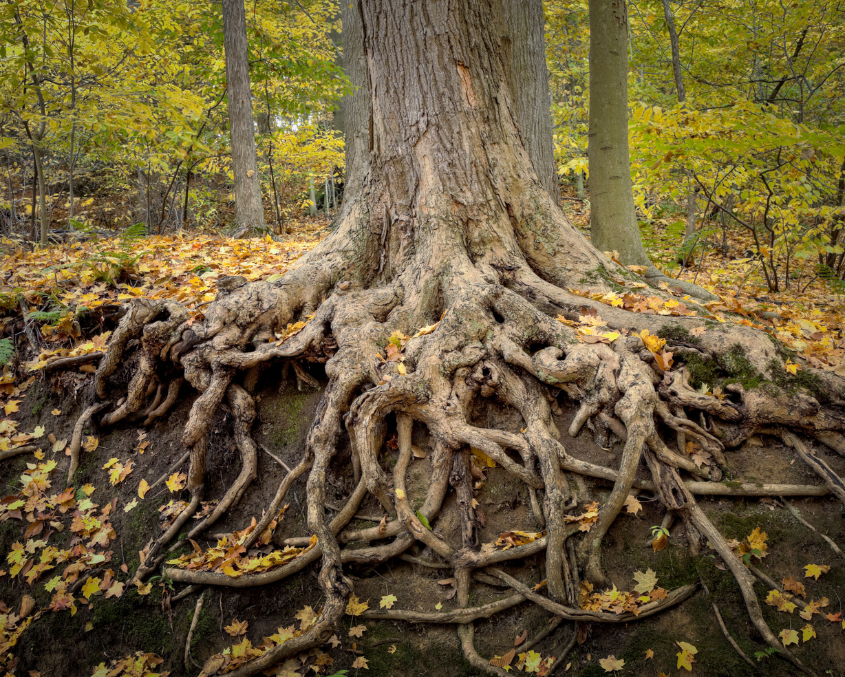 Deep Roots